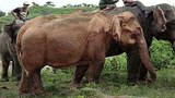 white-elephant-305.jpeg