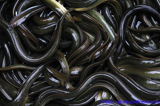 eel-620.jpg