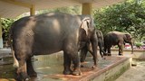 elephants-620.jpg