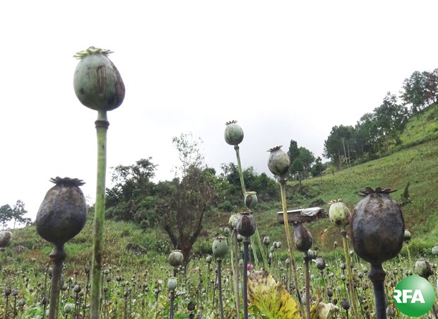 poppy-620.jpg poppy-620.jpg