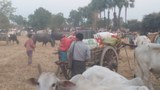 မြင်းမူမှာ ရွာငါးရွာက ဒေသခံ ငါးထောင်ကျော် ထွက်ပြေးနေရ