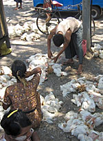 chicken_vendor_A_150px.jpg