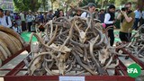 illegal-animals-destroy-622.JPG