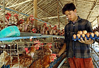 poultry_farm_200px.jpg poultry_farm_200px.jpg