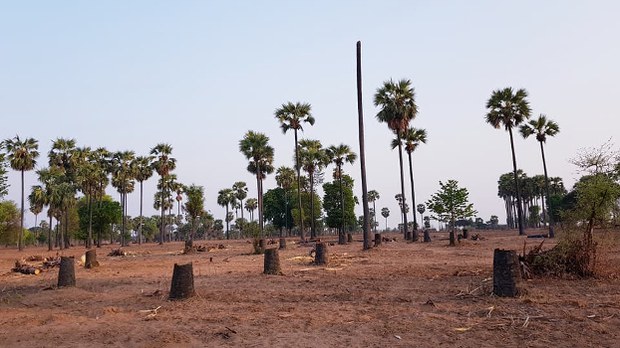 palm-tree-622.jpg