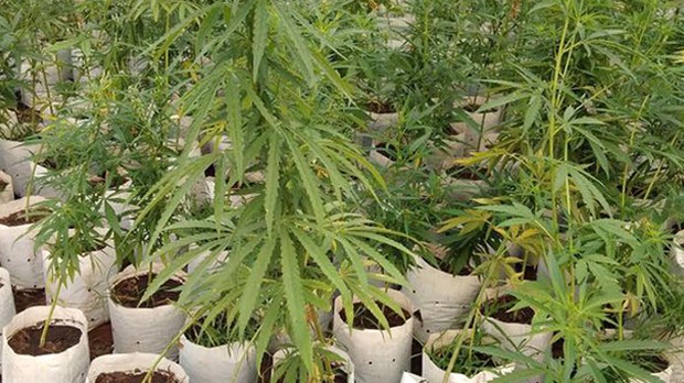 cannabis-622.jpg cannabis-622.jpg