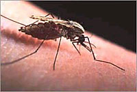 malaria_mosquito_200px.jpg malaria_mosquito_200px.jpg