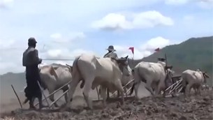 farmer-305 farmer-305