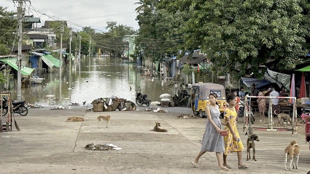 ပဲခူးမှာ လူလေးဆယ်ကျော် ခွေးရူးအကိုက်ခံရ ပဲခူးမှာ လူလေးဆယ်ကျော် ခွေးရူးအကိုက်ခံရ
