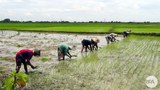 farmers-rakhine-622.jpg