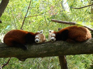 red-panda-305.jpg red-panda-305.jpg