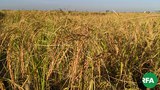 paddy-field-rakhine-622