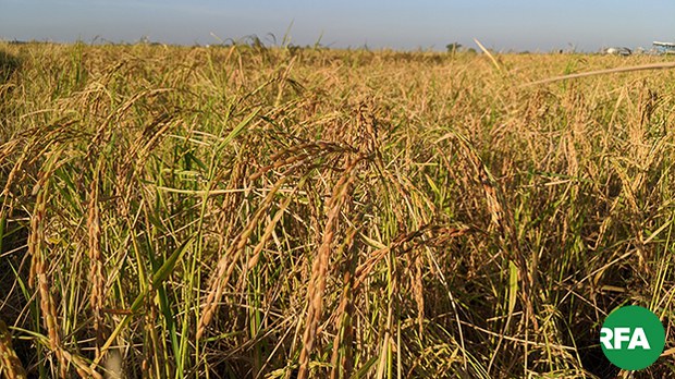 paddy-field-rakhine-622 paddy-field-rakhine-622