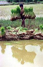 farmer_150px.jpg farmer_150px.jpg