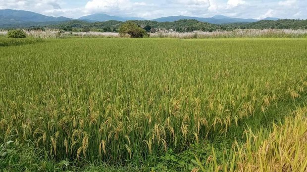 ဆောမြို့နယ်မှာ ဆန်ဈေးမြင့်တက်မှုကြောင့် စစ်ဘေးဒုက္ခသည်တွေ အခက်အခဲဖြစ် ဆောမြို့နယ်မှာ ဆန်ဈေးမြင့်တက်မှုကြောင့် စစ်ဘေးဒုက္ခသည်တွေ အခက်အခဲဖြစ်
