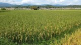 ဆောမြို့နယ်မှာ ဆန်ဈေးမြင့်တက်မှုကြောင့် စစ်ဘေးဒုက္ခသည်တွေ အခက်အခဲဖြစ်