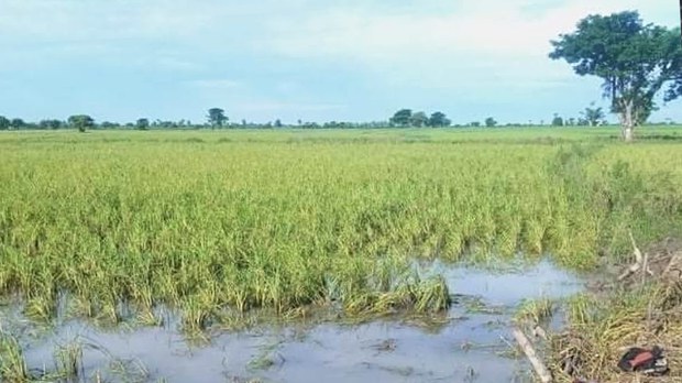 ရွှေဘိုမြို့ ပန်းရံရွာက ဒေသခံတစ်ဦး အသတ်ခံရ