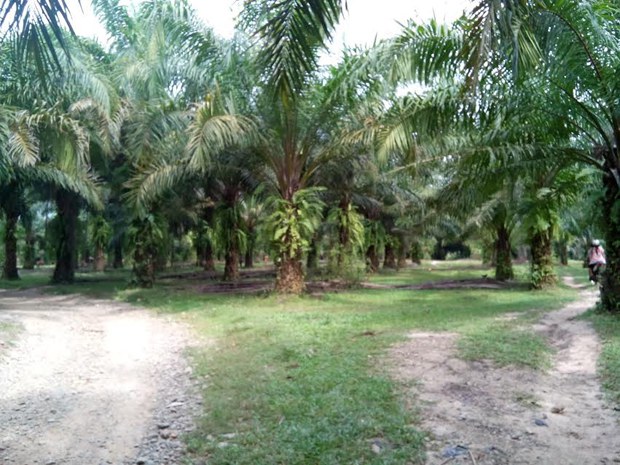 oil-palm-620.jpg