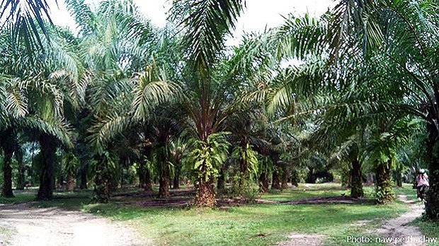 palm-622.jpg
