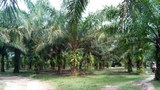 oil-palm-622