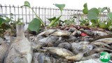 fishes-die-taungtaman-inn-305.jpg