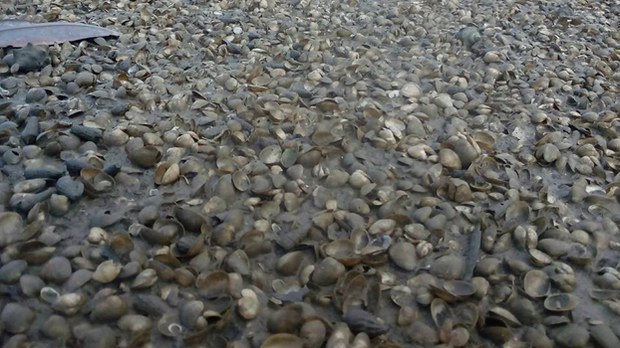 clam-622.jpg
