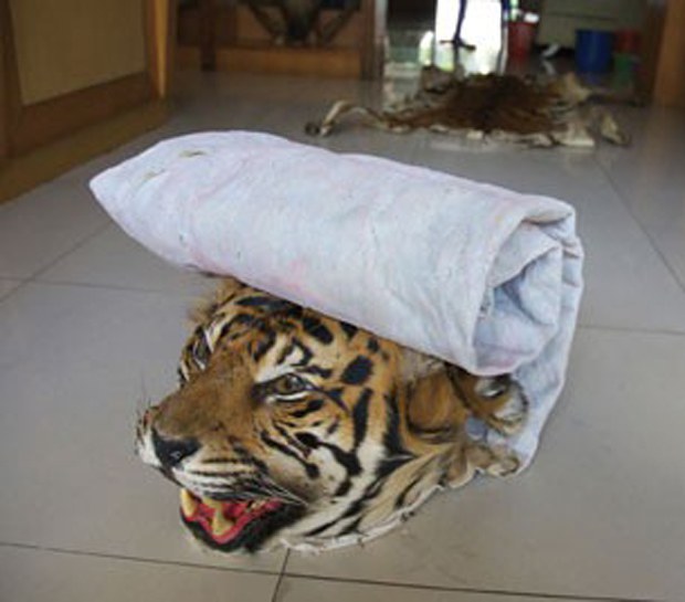 burma-tiger-620-z.jpg burma-tiger-620-z.jpg