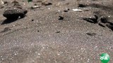 black_sand_305
