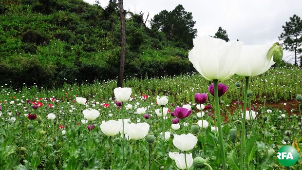 opium-620.jpg opium-620.jpg