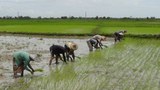 farmers-cultivate-305.jpg