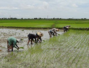 farmers-cultivate-305.jpg