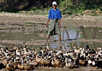 ducks_200px.jpg ducks_200px.jpg