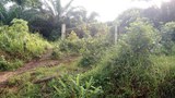 yayphyu-palm-622.jpg