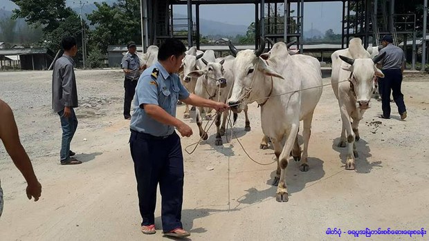 yaypu-gate-cows-620.jpg