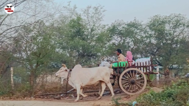 စစ်ကြောင်းထိုးလို့ ယင်းမာပင်က အရပ်သားတစ်သောင်းနီးပါး ထွက်ပြေးနေရ စစ်ကြောင်းထိုးလို့ ယင်းမာပင်က အရပ်သားတစ်သောင်းနီးပါး ထွက်ပြေးနေရ