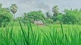 ခင်ဦးမြို့နယ် ယောက်သွားအိုင်ရွာက လူငယ် တစ်ဦး သေနတ်နဲ့ ပစ်သတ်ခံရ