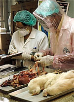 bird_flu_150px.jpg bird_flu_150px.jpg