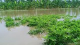 ရေကြီးရေလျှံမှုကြောင့် စစ်ကိုင်းနဲ့ မကွေးက သီးနှံစိုက်ခင်း ဧကနှစ်သောင်းကျော် ပျက်စီး