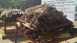 elephant-tusk-622.jpg