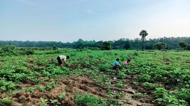 တိုက်ပွဲဖြစ်တဲ့ ဒေသတွေမှာ ရိက္ခာရှားပါးမှုကြောင့် တစ်နိုင်တစ်ပိုင် စိုက်ပျိုးရေးများလာ