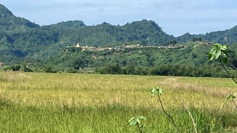 ရခိုင်ပြည်နယ်၊ ရသေ့တောင်မြို့နယ် မေယုကမ်းဒေသက နယ်ခြားစောင့်ရဲကင်းစခန်းအနီး ရင့်မှည့်နေသည့် စပါးခင်းတစ်ခုကို ၂၀၂၃ ခုနှစ်၊ နိုဝင်ဘာလ ၄ ရက်နေ့က တွေ့ရစဉ်။ (RFA Photo)