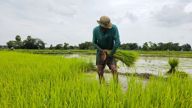 အာဏာသိမ်းကာလအတွင်း လယ်သမားတွေ အဆိုးဆုံးအခက်အခဲတွေ ကြုံနေရ