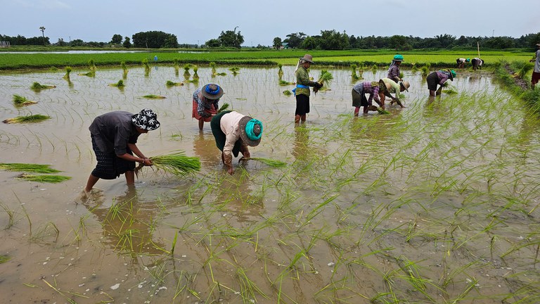 ကောက်စိုက်ပျိုးနုတ်နေကြသည့် ဧရာဝတီတိုင်း၊ ပုသိမ်မြို့၊ ဘုရားကြီးကုန်းကျေးရွာမှ လယ်သမားများအား ၂ဝ၂၃ ခုနှစ် ဩဂုတ်လအတွင်းက တွေ့ရစဉ်။ (Photo: RFA)