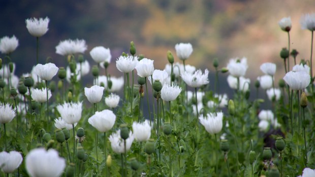 poppy-plantation.jpg poppy-plantation.jpg