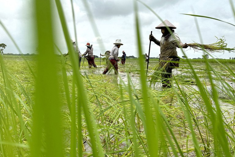 ရန်ကုန်တိုင်း ဒလမြို့နယ်က လယ်သမားများ လယ်ယာလုပ်ငန်းခွင် ဝင်ရောက်လုပ်ကိုင်နေကြသည်ကို ၂၀၂၃ ခုနှစ် ဩဂုတ်လအတွင်းက တွေ့ရစဉ်။ (Photo : RFA)