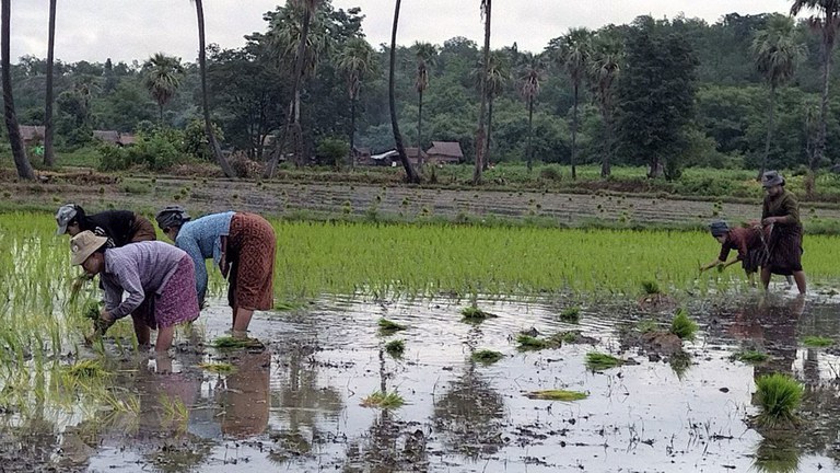 မကွေးတိုင်းက လယ်လုပ်ငန်းလုပ်ကိုင်နေကြသည့် လယ်သမားများအား ၂၀၂၂ ခုနှစ် ဇူလိုင် ၂၉ ရက်နေ့က တွေ့ရစဉ်။ (Photo: RFA)