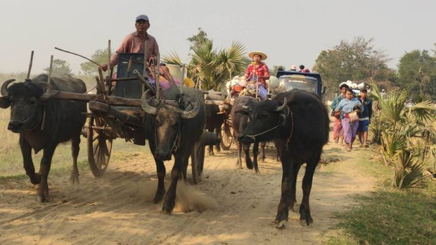ခင်ဦးနဲ့ ပုလဲမှာ စစ်ကြောင်းထိုးလာလို့ ဒေသခံတစ်သောင်းနီးပါး ထွက်ပြေးရ ခင်ဦးနဲ့ ပုလဲမှာ စစ်ကြောင်းထိုးလာလို့ ဒေသခံတစ်သောင်းနီးပါး ထွက်ပြေးရ