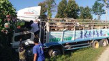 kyaukme-cow-car-attack-622.jpg