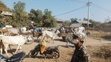မကွေးတိုင်းမှာ စစ်ကောင်စီတပ် စစ်ဆင်ရေး တိုးမြှင့်လုပ်ဆောင်