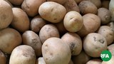 potato-622.jpg